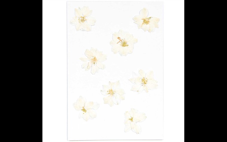 Gepresste Blüten Rittersporn weiß
